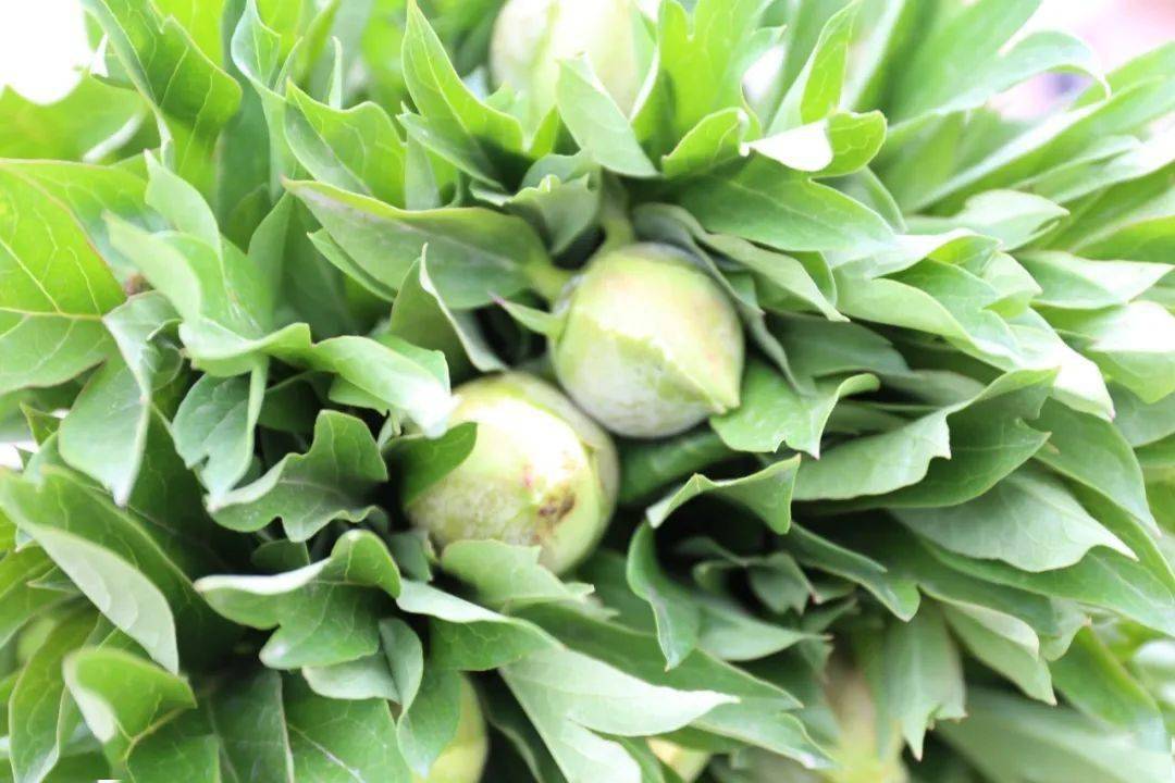 今日芍药巴茨拉