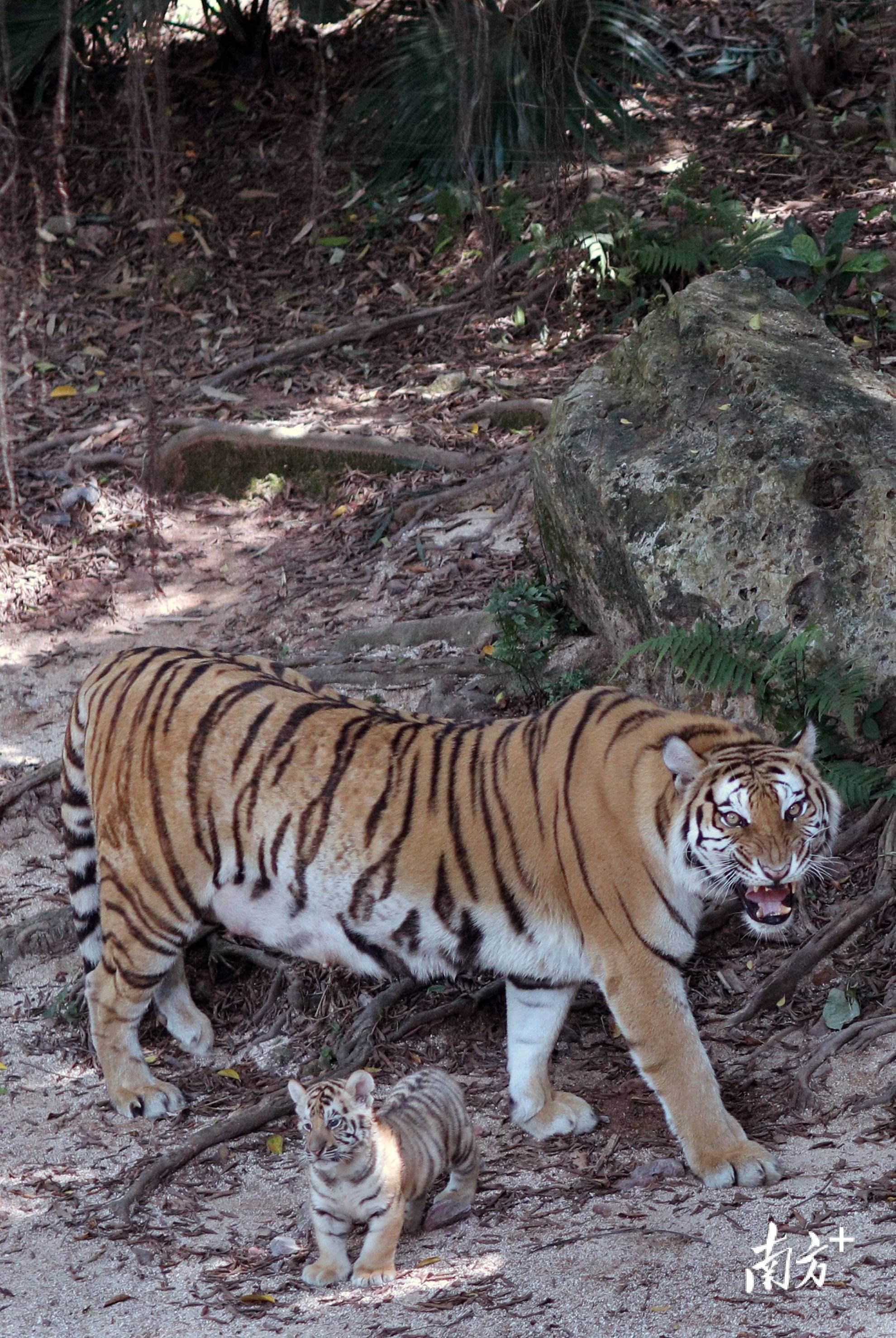 一年内繁育26只虎崽新生孟加拉虎五胞胎今日首展