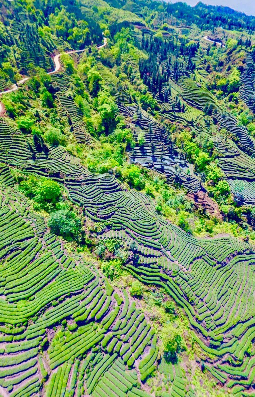 名山_世界_茶山