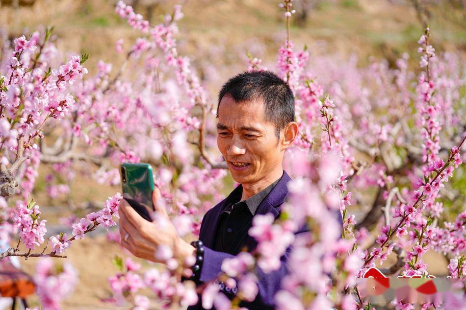 网红打卡秦安县云上桃花会