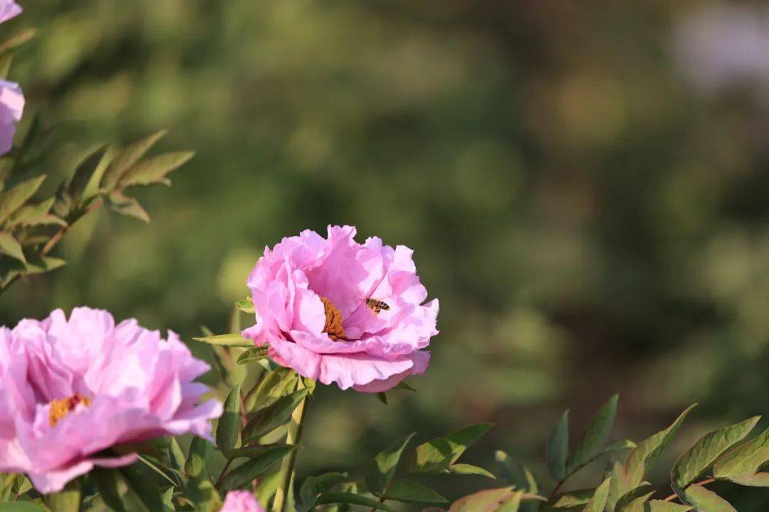 牡丹花開正豔 最美時節大美洛陽_法治_科普洛龍_朵花