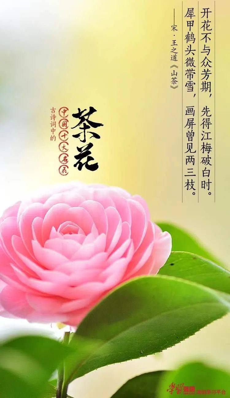 地区医院每周悦读古诗词中的中国十大名花茶花