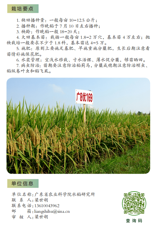 宏科181水稻品种简介图片
