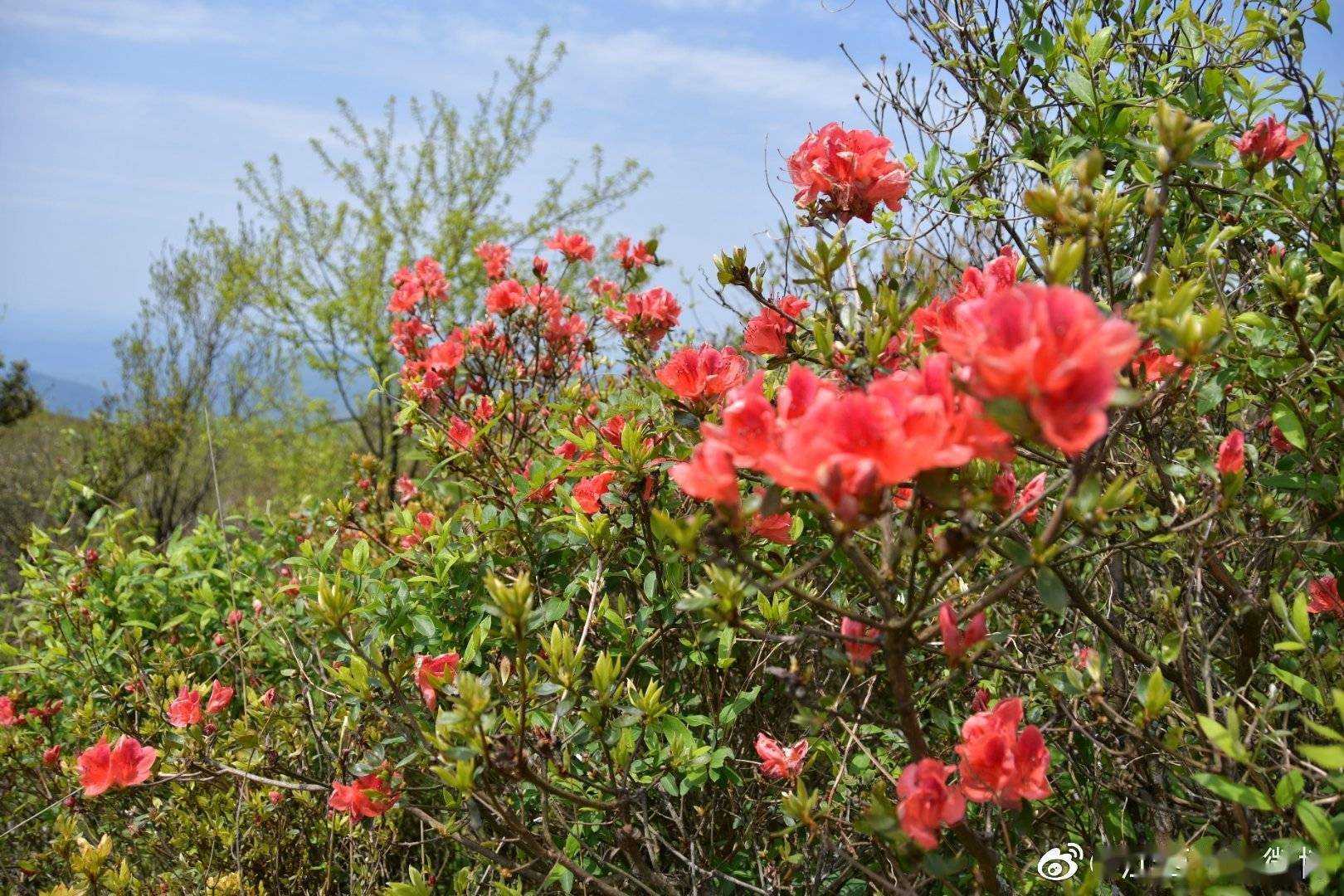 江西杜鵑花盛開一株株花團錦簇