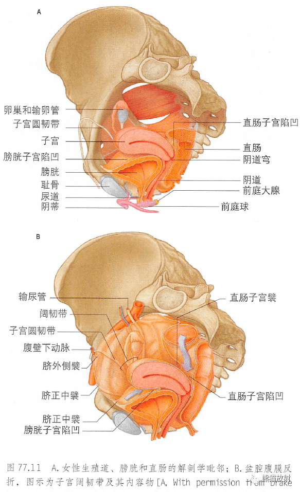 男性子宫图片