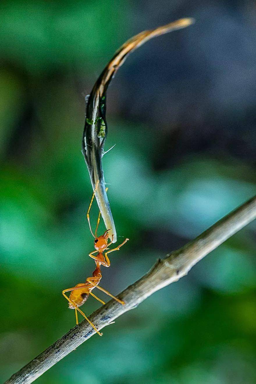 蚂蚁举重这张照片如何用手机拍摄