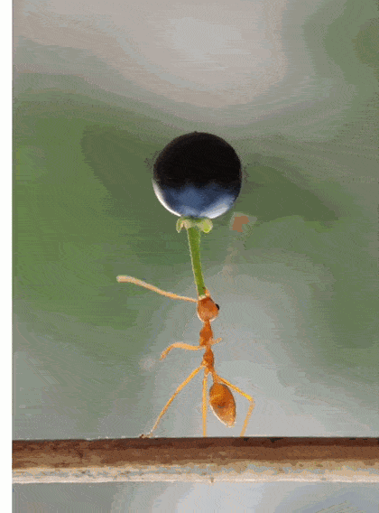 蚂蚁举重这张照片如何用手机拍摄