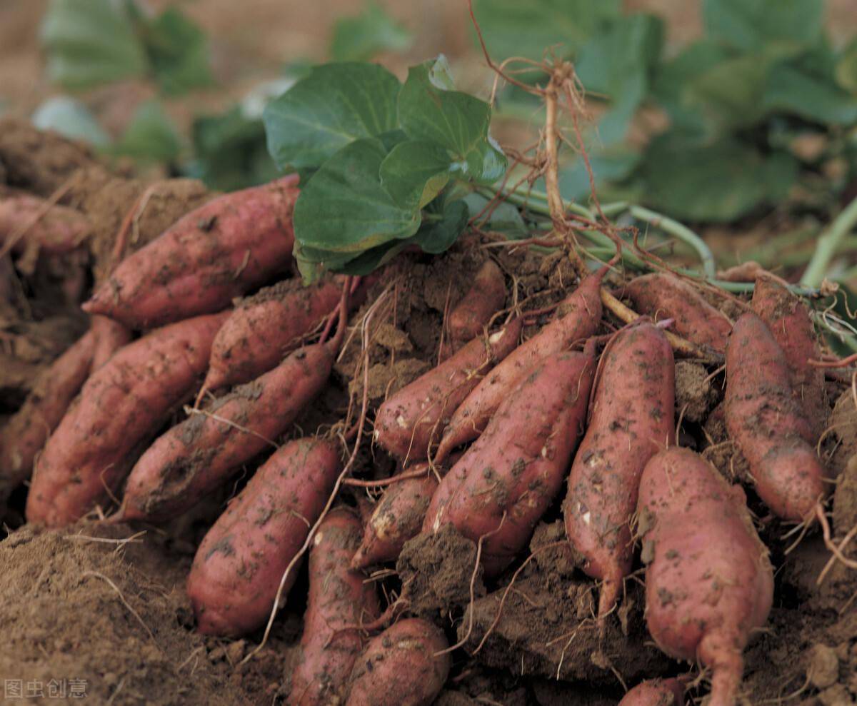 农村老大爷种红薯不用化肥一埋一浇红薯结的又大又多