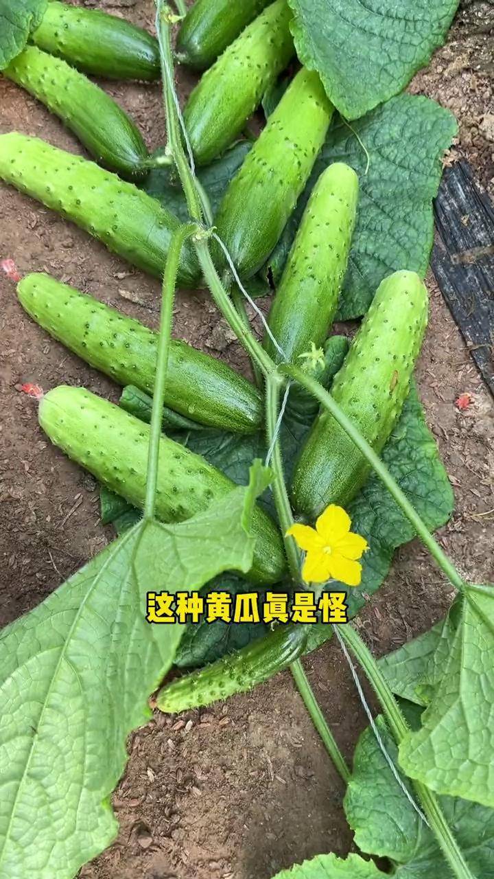 水果黄瓜就选它不用搭架满地爬地爬黄瓜种菜养花