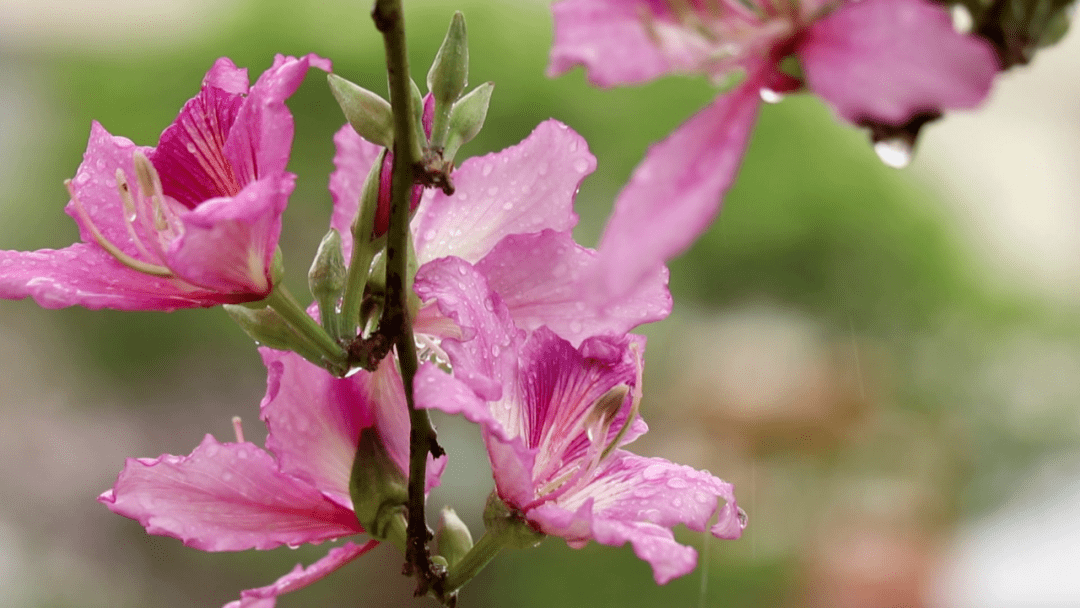 雨雾里的紫荆花粉色一片平南县处处花开烂漫