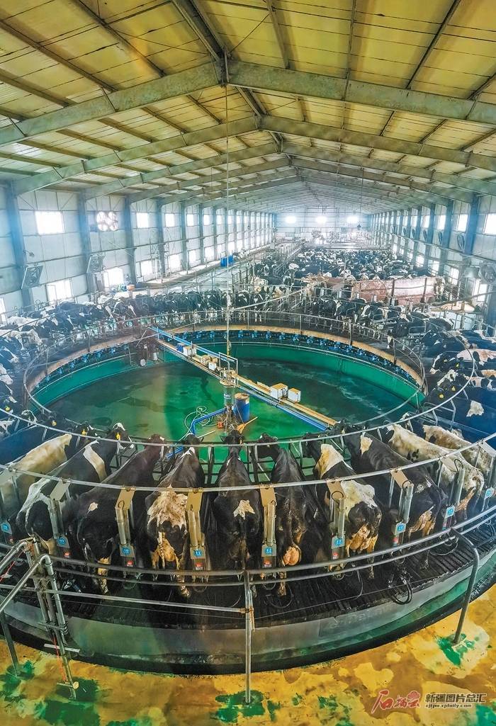 天山南北唱响新《敕勒歌》_养殖_现代化_畜牧