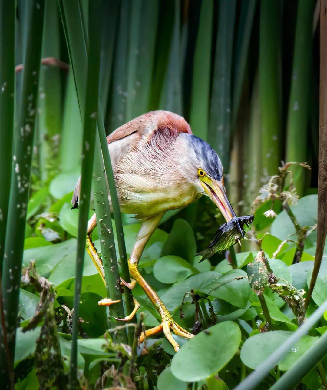 光谷鸟类图鉴,这些"飞行精灵"太美了!_蓝雀_阳光_伯劳
