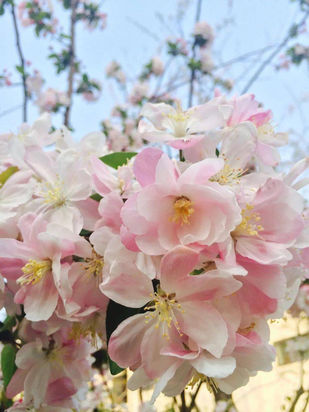 四月,不可错过的赏花期_胜地_杜鹃_海棠花