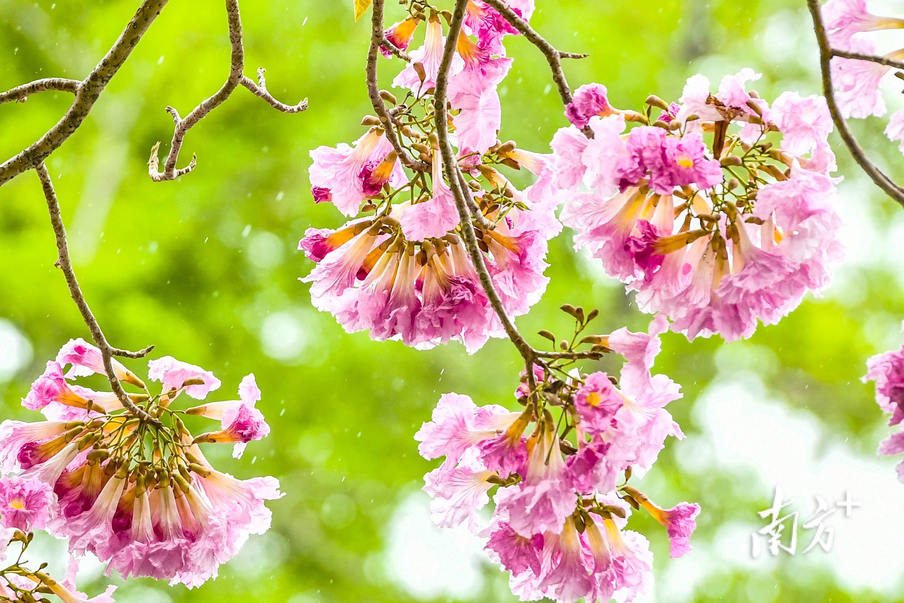 春花烂漫 红花风铃木开遍 粉色长安惹人醉 花冠 花是 漂亮
