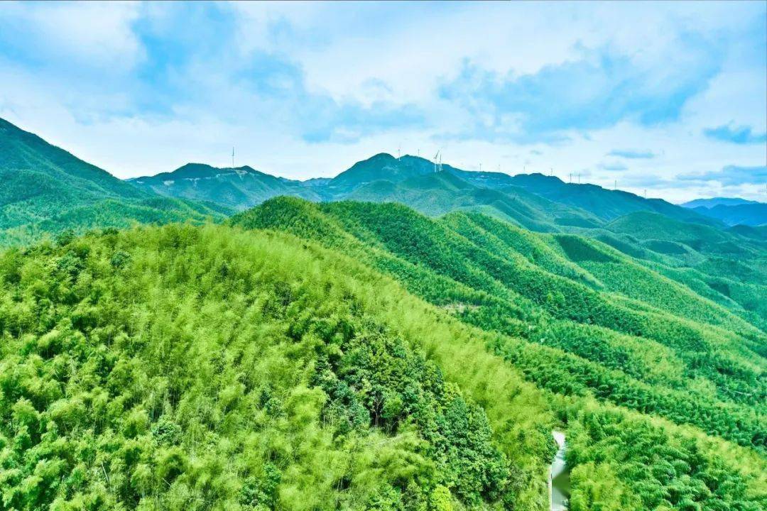 仁化县长江镇大力发展毛竹产业 让绿竹子长出"金叶子"_企业_竹木_竹农