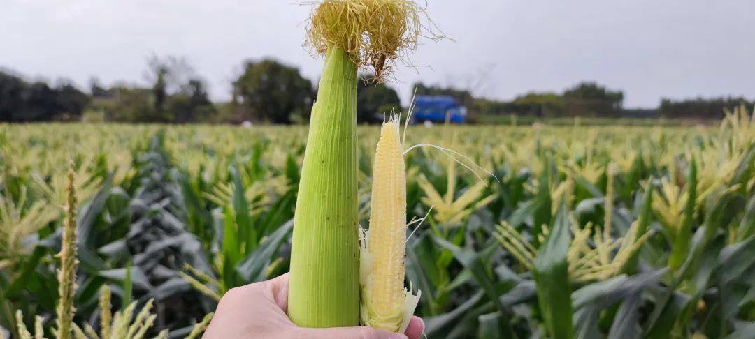 "比肉还香的玉米笋"你吃过没?