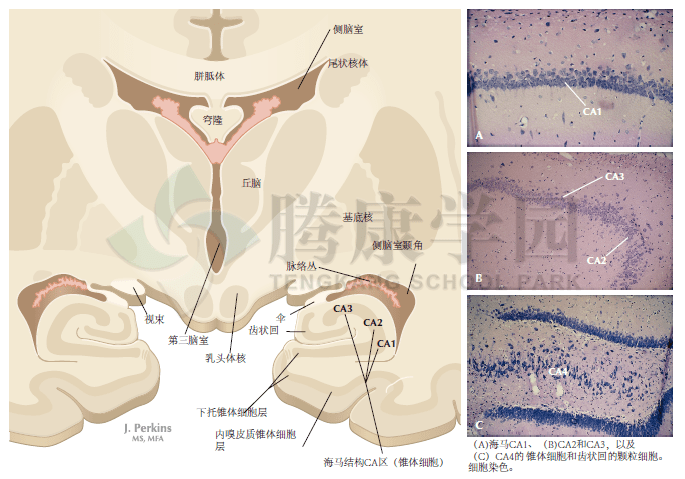 大鼠海马位置图片