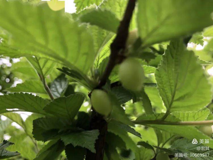 果子_果实_杜鹃花