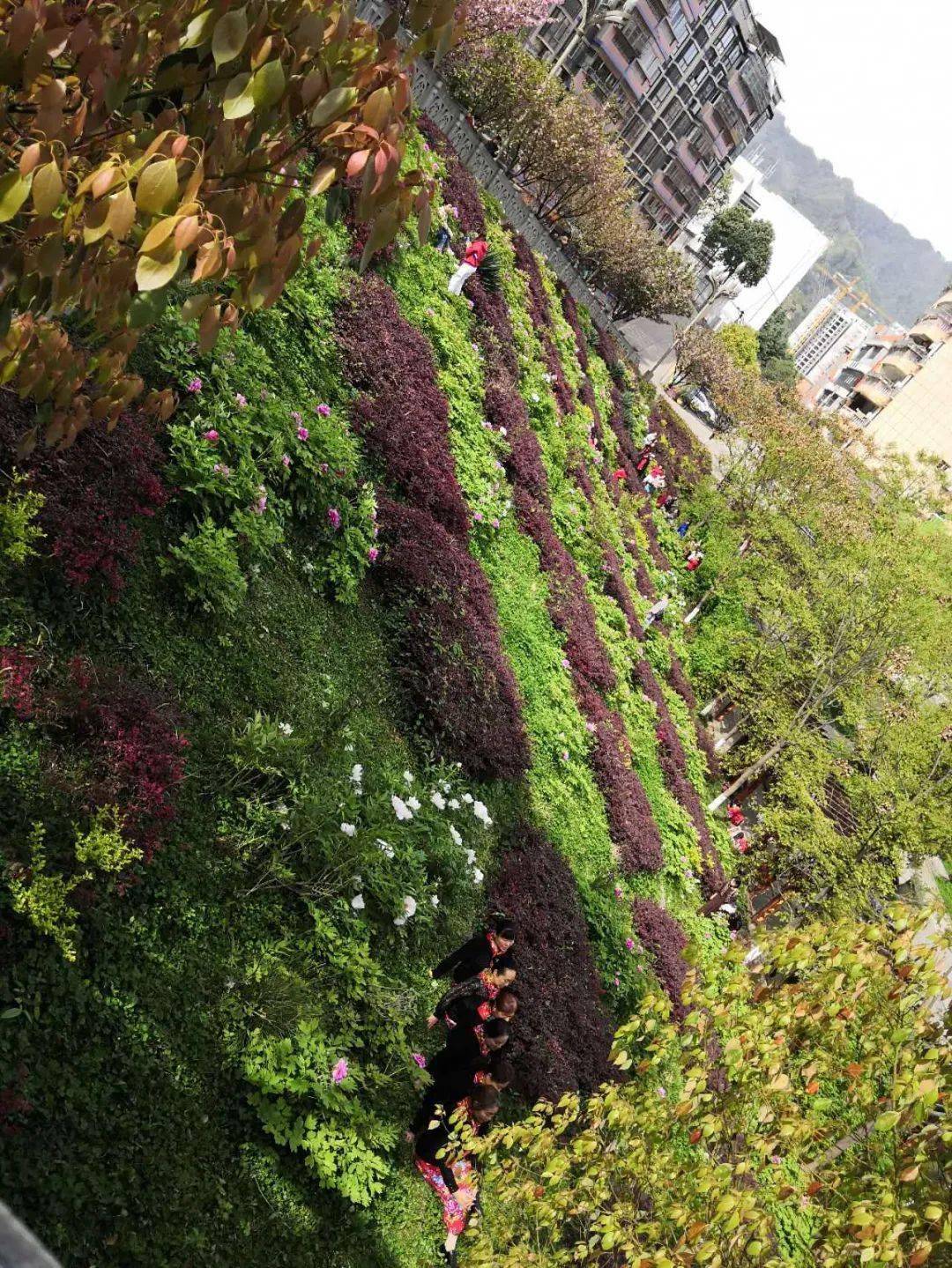 文明城市共建共享 不文明行为曝光 赏花勿 伤 花文明也是景 市民 花朵 风景线