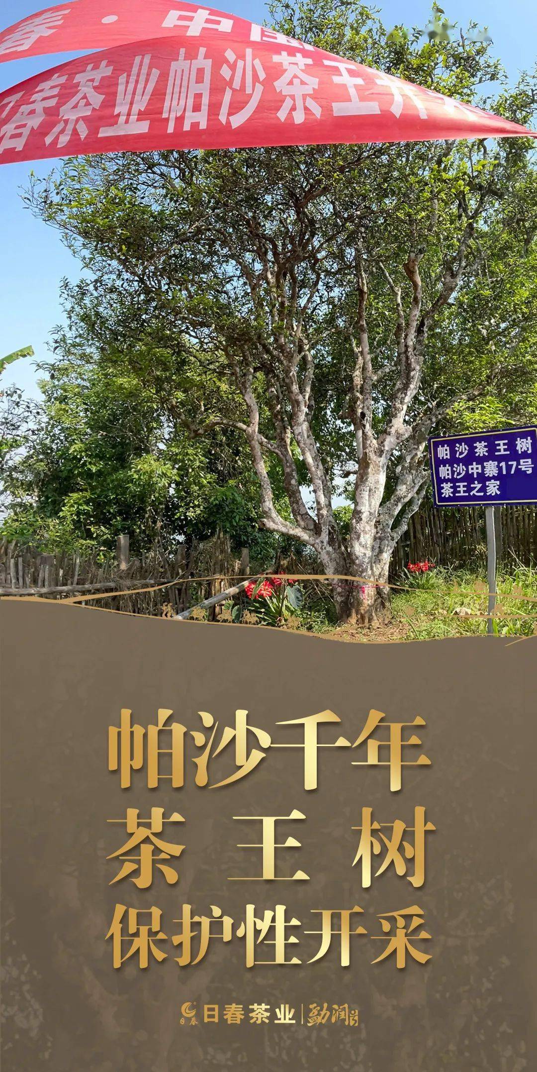 日春中国茶2022年帕沙千年茶王树保护性开采