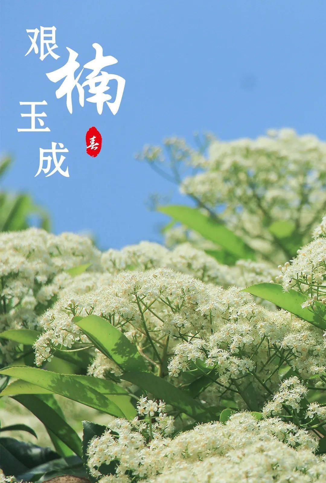 官宣 湖大发楠朋友了 石楠和 石楠花 小贝