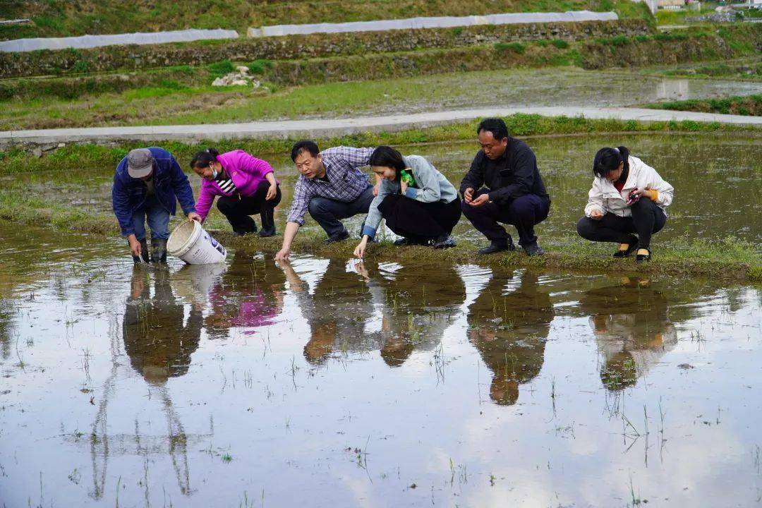 葛仙米种植图片