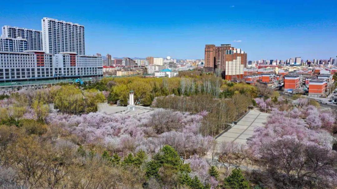 美翻了呼市公主府公园桃花美景高清照片出炉附航拍视频