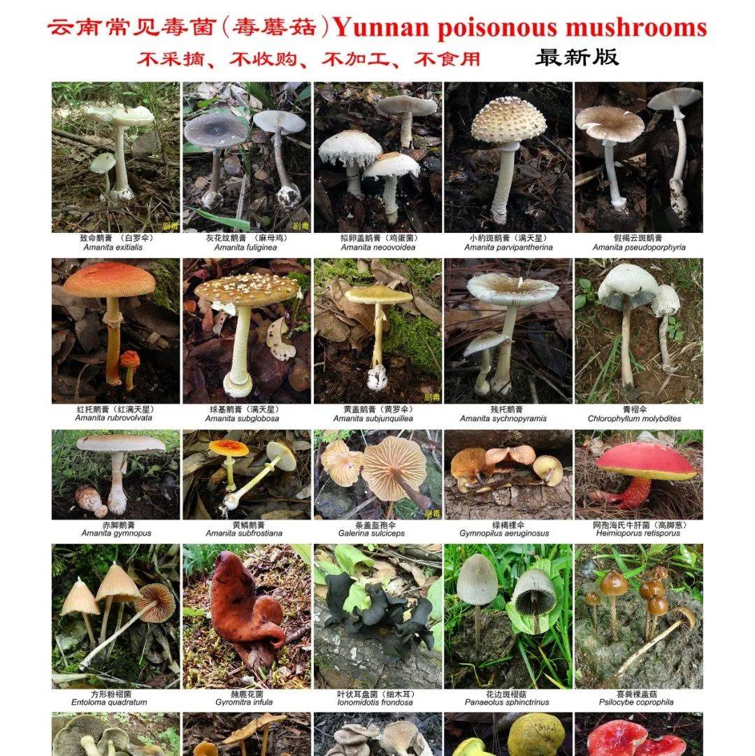 有毒!!!吃这些蘑菇会躺板板的,别捡来吃了_砚山县_菌类_进行