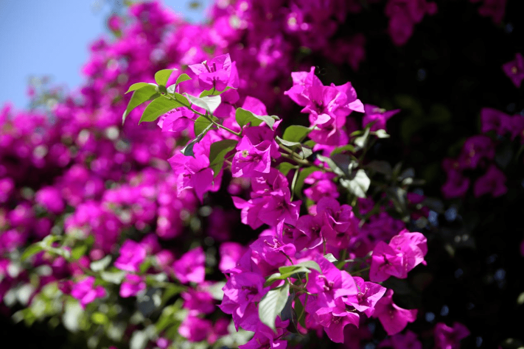 西昌三角梅一键启动"怒放"模式~_胜利北路_市花_风采