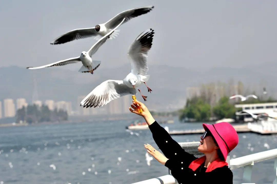 生态和谐同在蓝天下人鸟共家园线上摄影作品展二