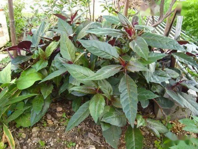 46,紫背菜功效:具有补血,消炎,治疗经痛,血气亏,支气管炎等功效.