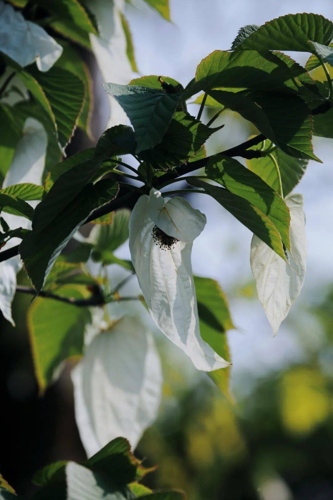 邓青摄小编按:春在奏响,都江堰的珙桐花已经开了,花开一季,只等你来