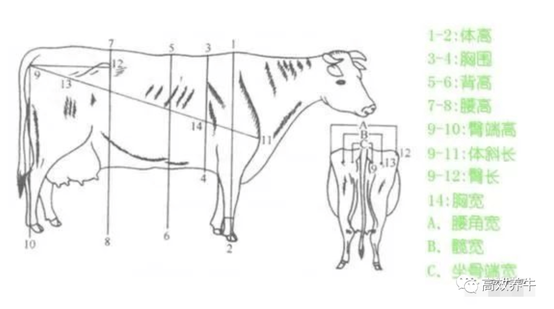 牛的肩胛骨图片示意图图片