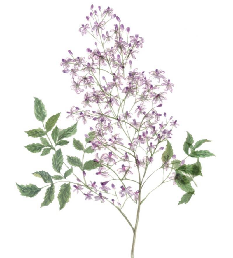 如果有精力,不妨去找找苦楝的花,这种树南方很多,但是北方能存活开花