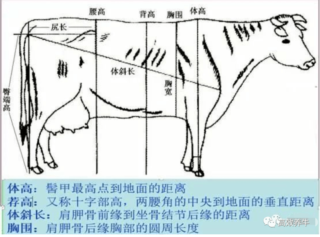 牛的前肢关节图图片