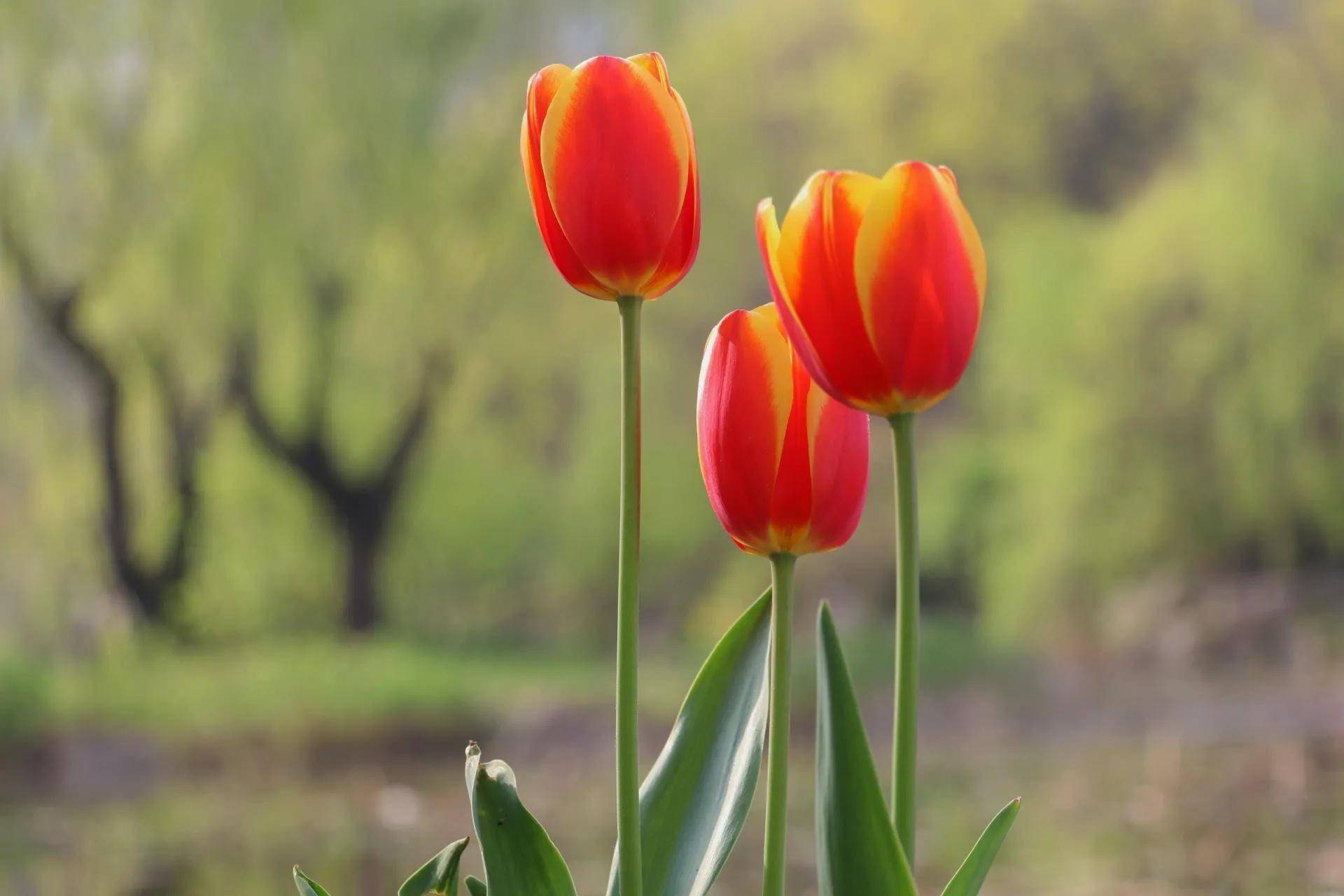 七幅鲜花照片,尽享百花齐放的春色_百花齐放_春色_鲜花