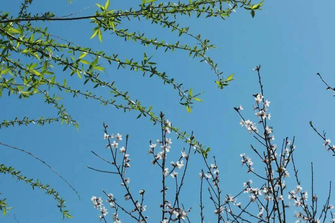 春去春回来抖音版_回归抖音_我回来了抖音版