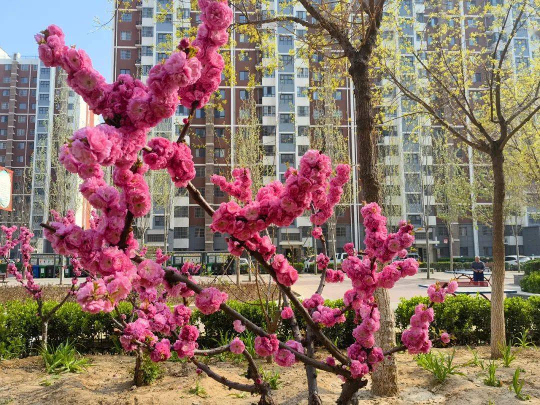 美景美拍春風花草香瀛海家園一里社區春景大賞正當時