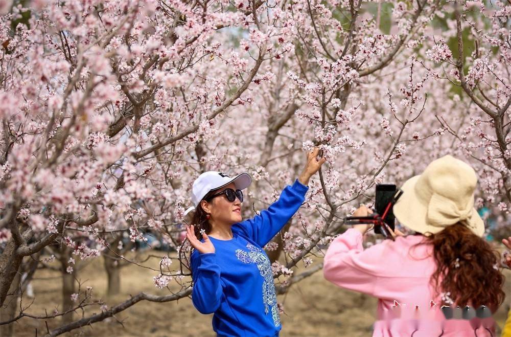 酒泉金佛寺镇:春风细细精心裁 万亩杏花肆意开_祁连_侯崇慧_甘肃