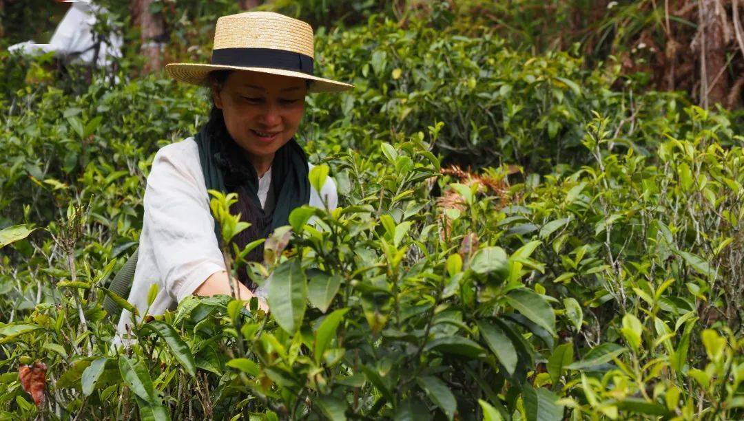 一人一簍採茶忙一芽一葉一抹香採茶盡享難得的