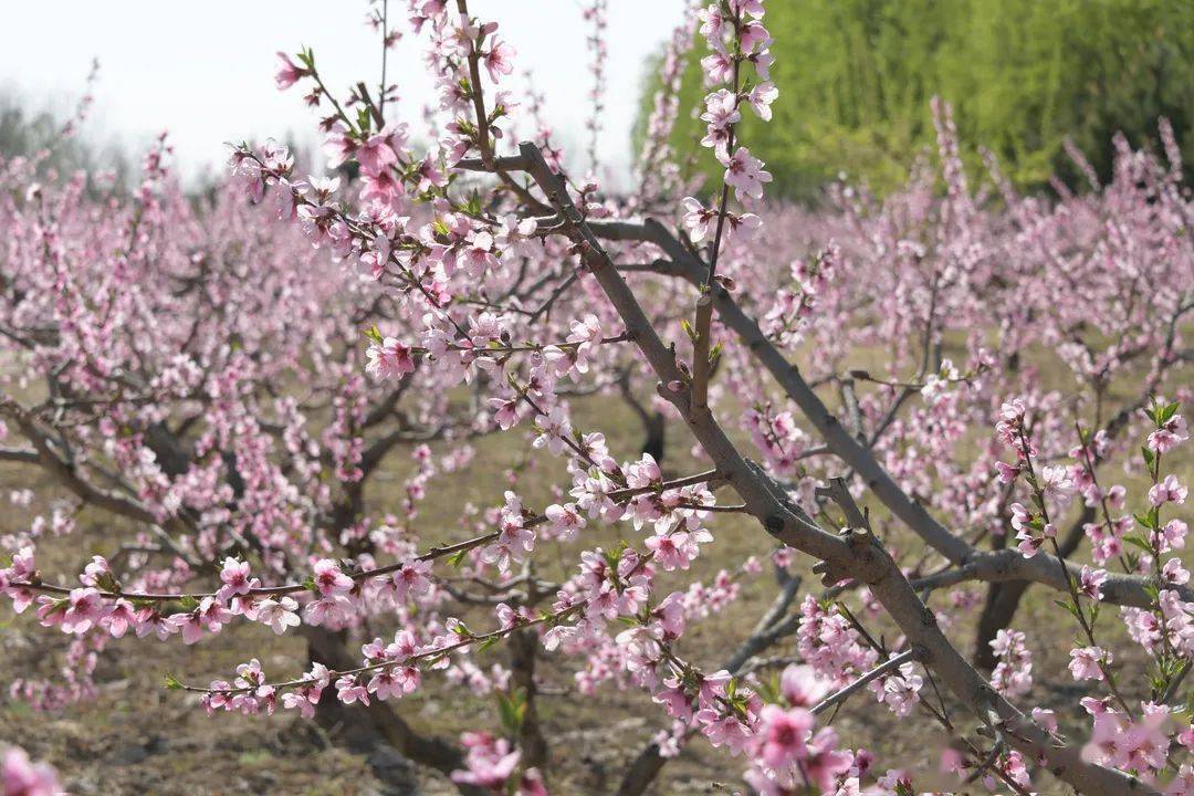 蟠桃树开花图片图片