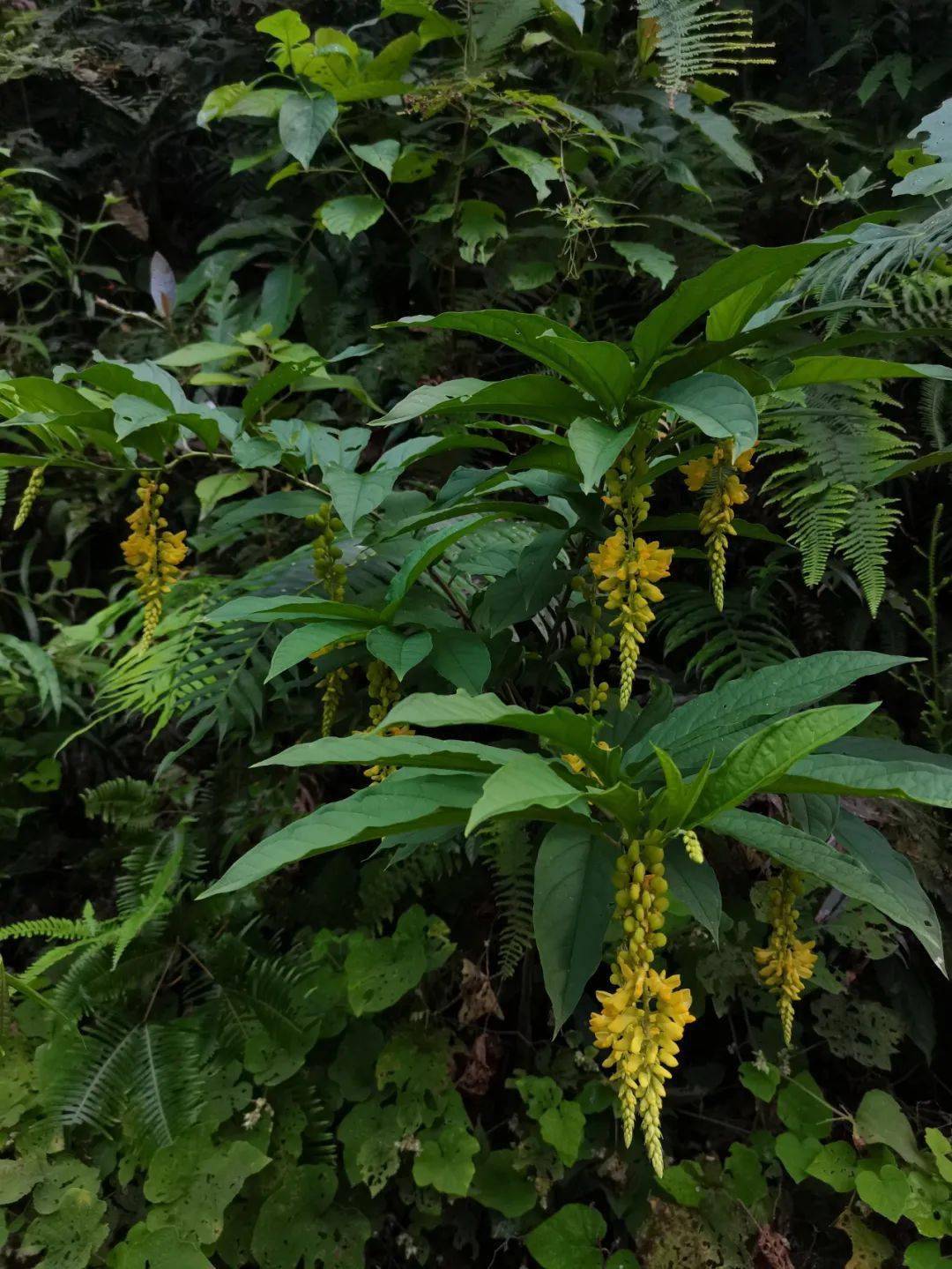 客家香花佛事头坛图片