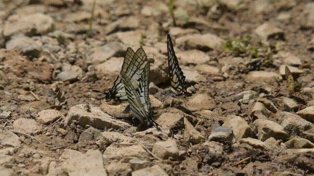 新增蝴蝶记录种永安天宝岩保护区监测到升天剑凤蝶