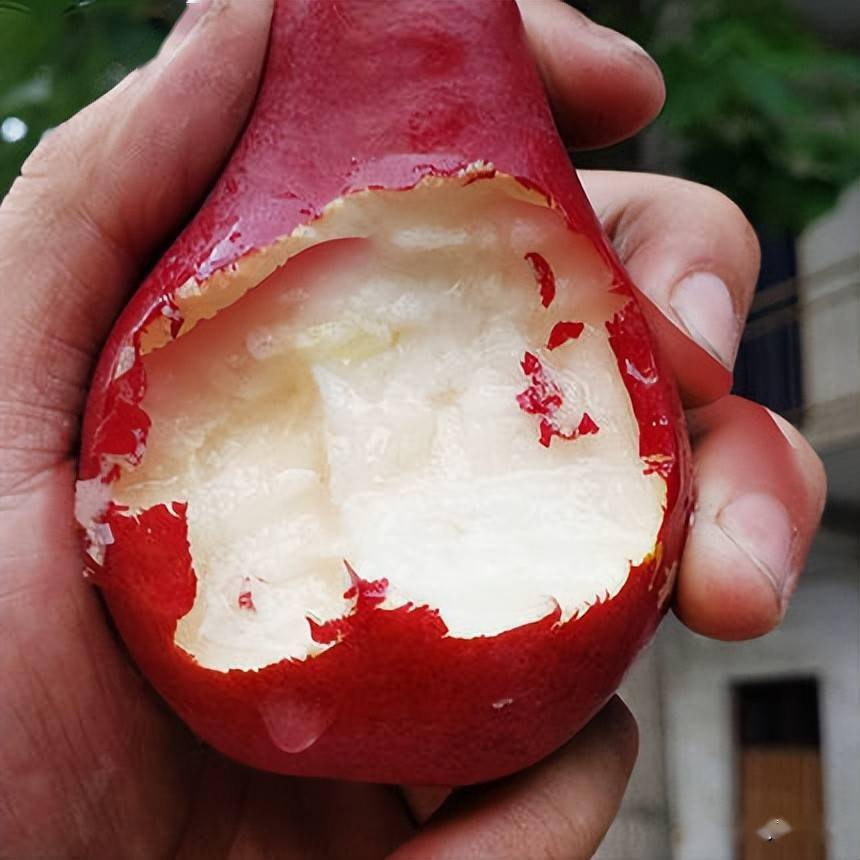 红贵妃梨无公害标准化栽培技术