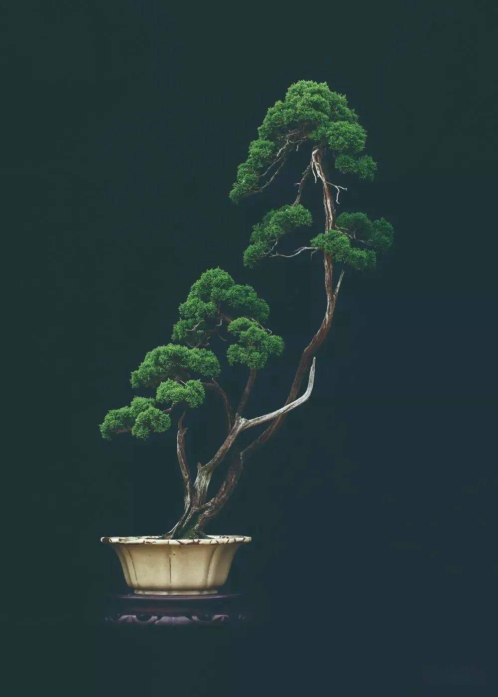 【高清大图】徽风骨韵——王恒亮盆景艺术_图文_中国_作品