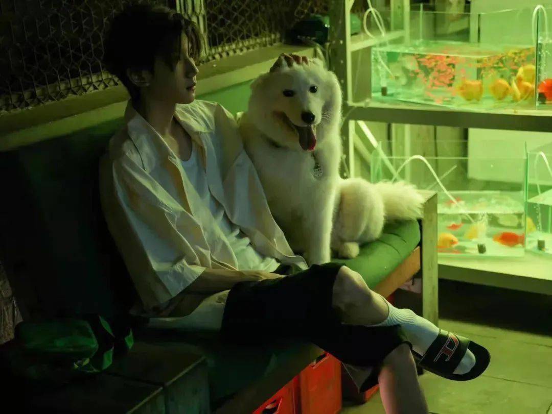 王源宠物火锅原名:不能说,泰迪嘟嘟还用同学小名,王源好调皮啊_萨摩耶