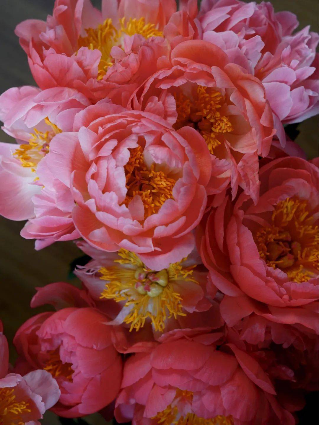 带你识花——珊瑚落日芍药