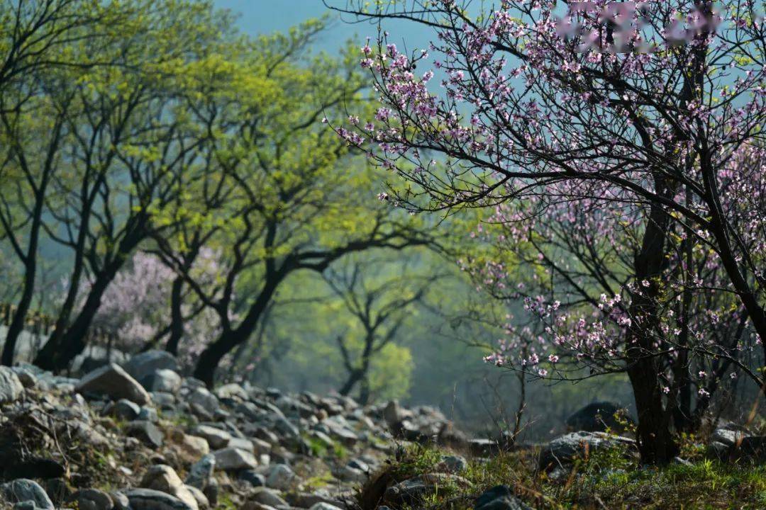 桃花峪泰山图片