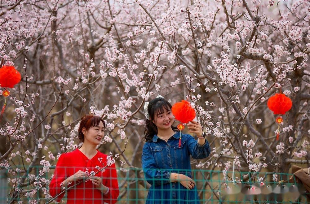 酒泉金佛寺镇:春风细细精心裁 万亩杏花肆意开_祁连_侯崇慧_甘肃
