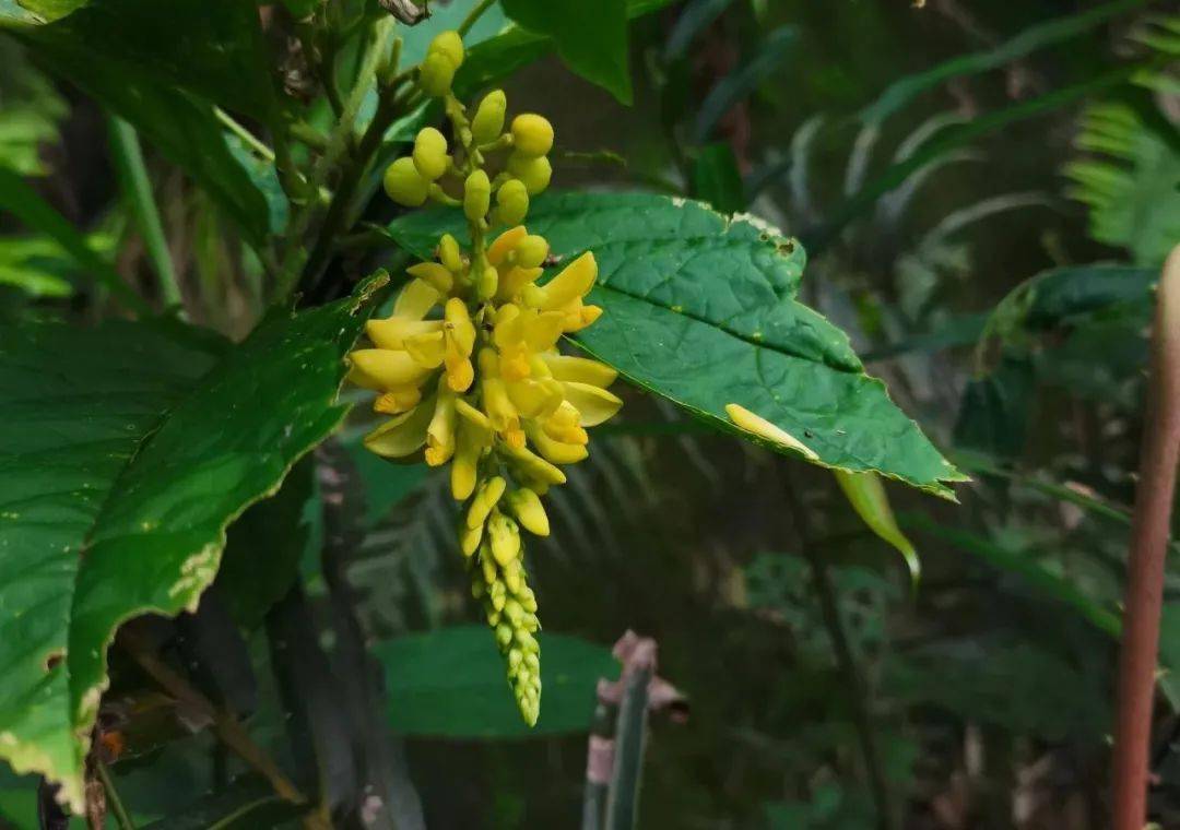 可煲湯能煮茶做菜,藥用價值還極高._全身_金雀花_中草藥